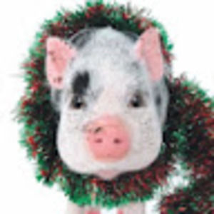 Meet your Posher, Sally